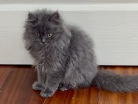 A kalite british longhair yavrularımız