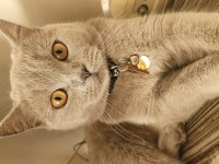 2 Yaşında Dişi Ve Çok Uysal British Shorthair