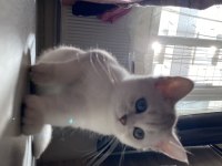 Sliver yavru british shorthair kedim
