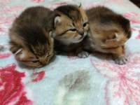Safkan evde bakılan scottish fold yavrular