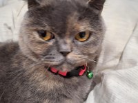 British shorthair kızımızı sahiplendirmek istiyoruz