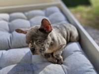French Bulldog Lilac Merle Erkek