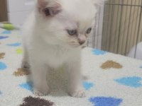 British shorthair blue point