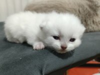 Scottish fold blue point