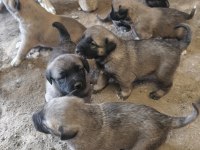 Orjinal sivas kangal yavruları