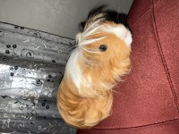 Kendi ginepig yavrusu erkek sahiplendireceğim