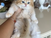 Golden ny12 dişi British Longhair Show kalite