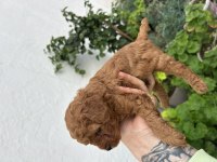 Kore kan toy poodle