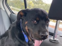 Safkan rottweiler