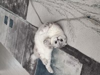 SEVGİ DOLU YUVASINI ARIYOR ERKEK CİNS KEDİMİZ