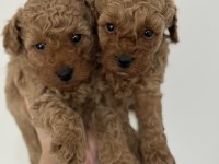 TÜY DÖKMEYEN KOKU YAPMAYAN TOY POODLE