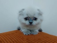 Scottish fold kardeşler yeni yuvasını arıyor