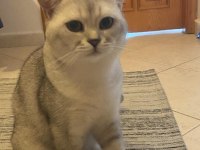 BRİTİSH SHORTHAİR KISIR VE ÇOK UYSAL