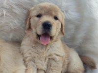 Bebek Yüzlü Golden Retriever Yavrularımız