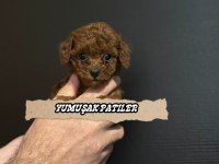Kore Red Brown Poodle