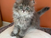 British Longhair Yavrumuz Şecereli Baba