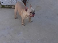 MİCRO BLUE TAN CREM FRENCH BULLDOG