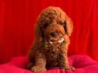 RED BROWN TOY POODLE BEBEKLER