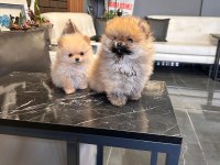 Ayı yavruları gibi pomeranian