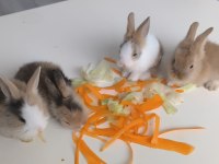 Hollanda Teddy lop tavşan