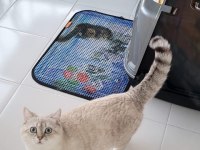 5 aylık british longhair