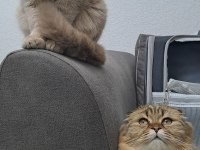 2 kedimi ücretsiz sahiplendiriyorum