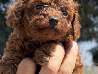 Toypoodle sevimli yavrular ruhsatlı çiftlik 