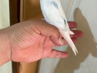 29 GÜNLÜK KONUŞTURMALIK BEBEK MUHABBET KUŞU