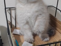 Scottish fold kedisi