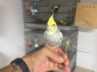 FULL EVCİL SULTAN PAPAGANI YAVRU