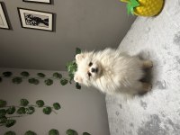 Orta Düzey Kusursuz Güzellikte İthal 2 Yaşında Pomeranian