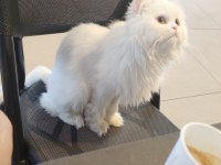 İnci prenses chinchilla kedimiz