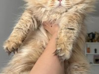 British Longhair (BLH) By 11 Erkek