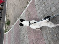 Mama karşılığı sahiplendirilecek french bulldog
