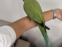 Full evcil pakistan papağanı