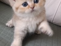 British shorthair 2,5 aylık