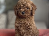 Dişi Red Brown Toy Poodle Yavru