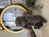 Scottish Fold Yavrular