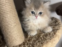 British longhair ay12 ikiz erkek dişi kardeşler