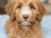 Maltipoo erkek