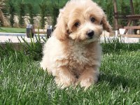Zeki ve Tüy Dökmeyen Karakteriyle Maltipoo Yavruları