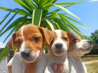 Terrier Jack Yavruları Tüm İllere Gönderim