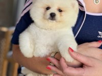 SHOW KALİTE ERKEK POMERANİAN BOO