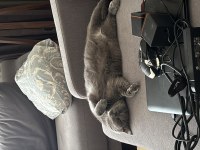 Şifacı pisi çuçu