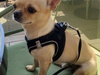 Dişi chihuahua köpeğime eş arıyorum