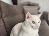 5 yaşında çipli aşılı kedimiz