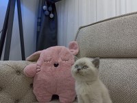 Bluepoint Dişi british shorthair yavruları