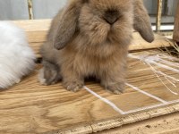 Veteriner hekimden Hollanda\Mini Lop tavşanı yavrular