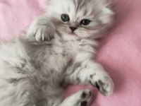 Longhair Scottish fold