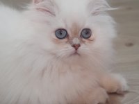 Şampiyon anne 3 aylık erkek full şecereli british longhair